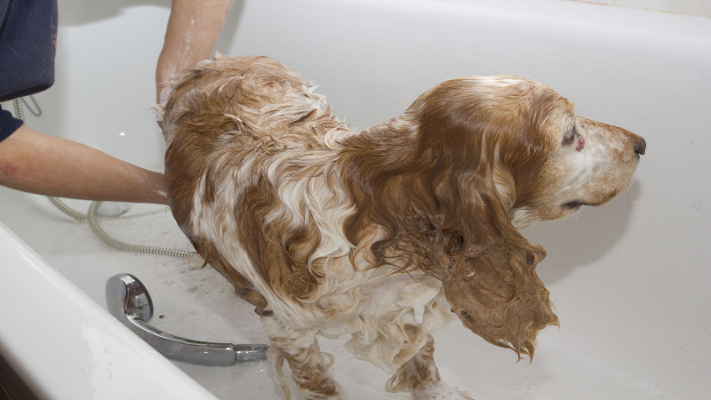 Reasons to Visit a Dog Spa Center in Denver